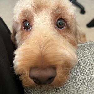 Meet your Posher, John